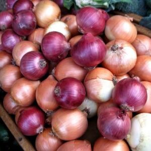 Fresh Onions